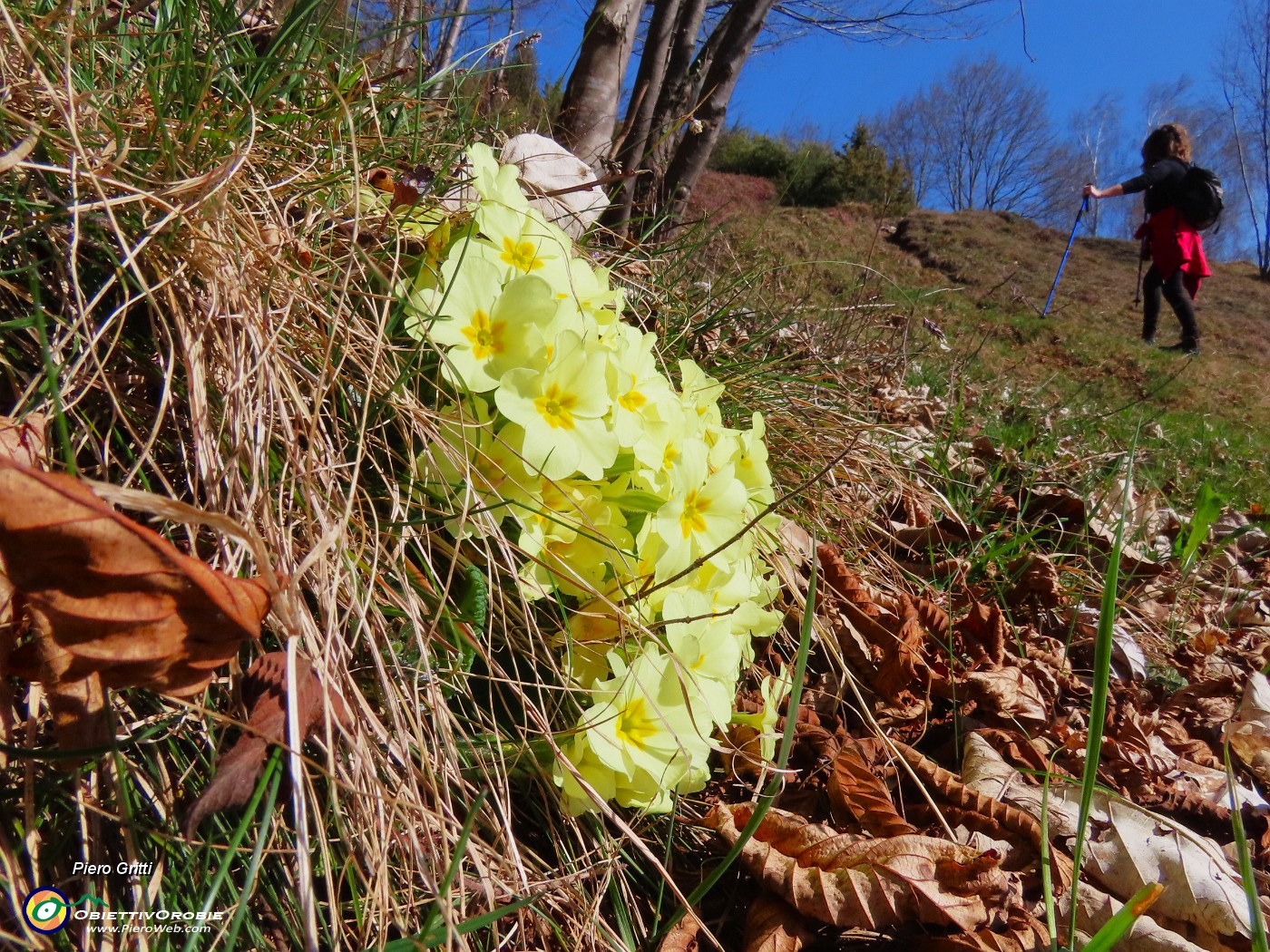 32 Primula vulgaris-Primula comune.JPG